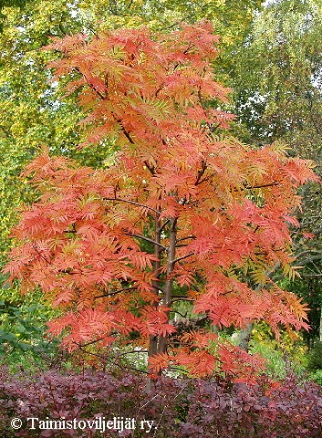 Sorbus 'Dodong'